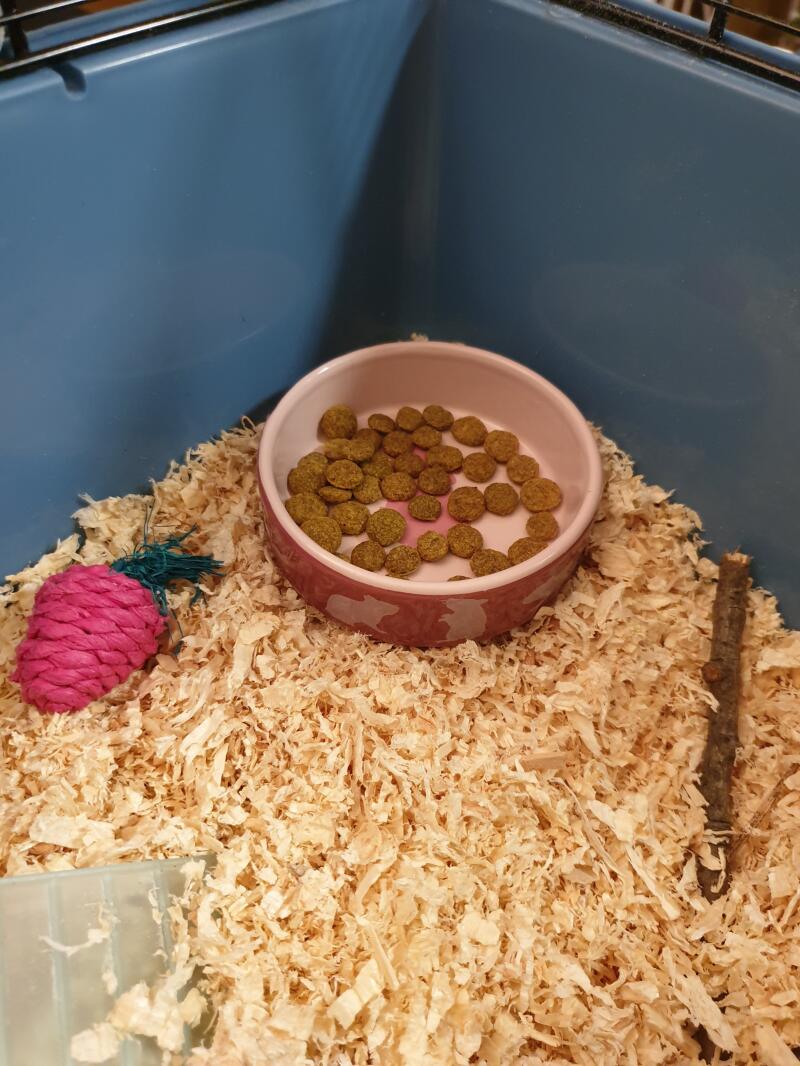 science selective hamster