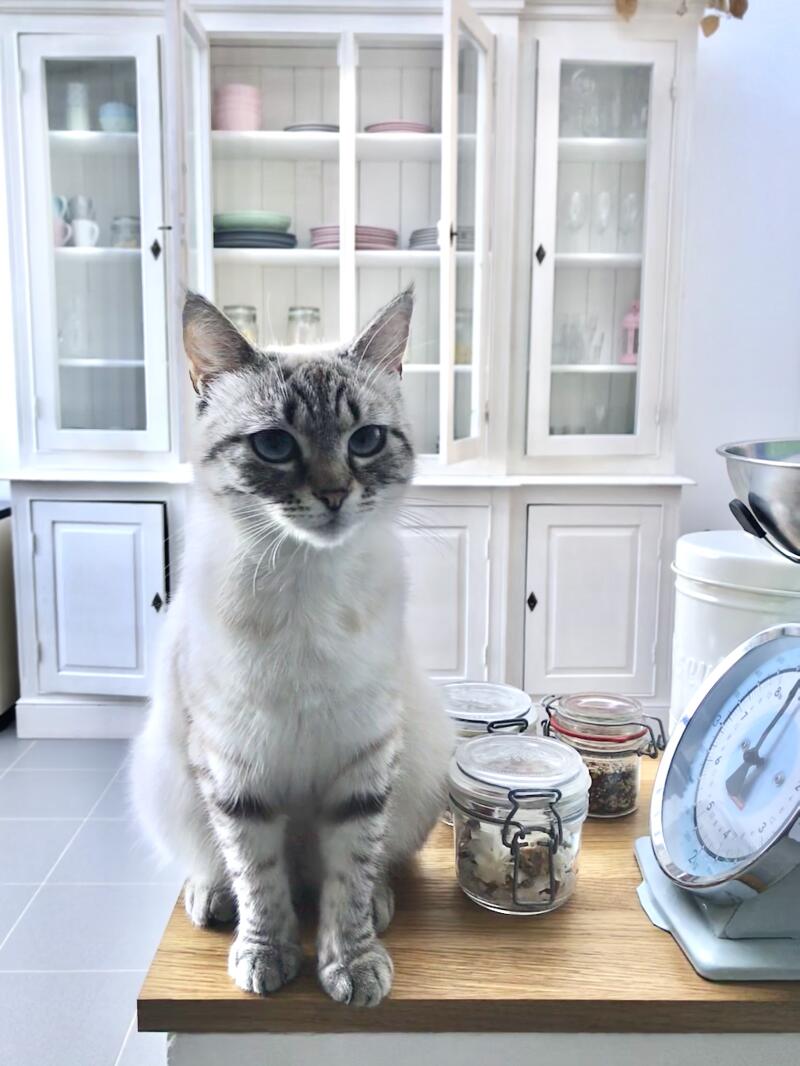 tabby point siamese rescue