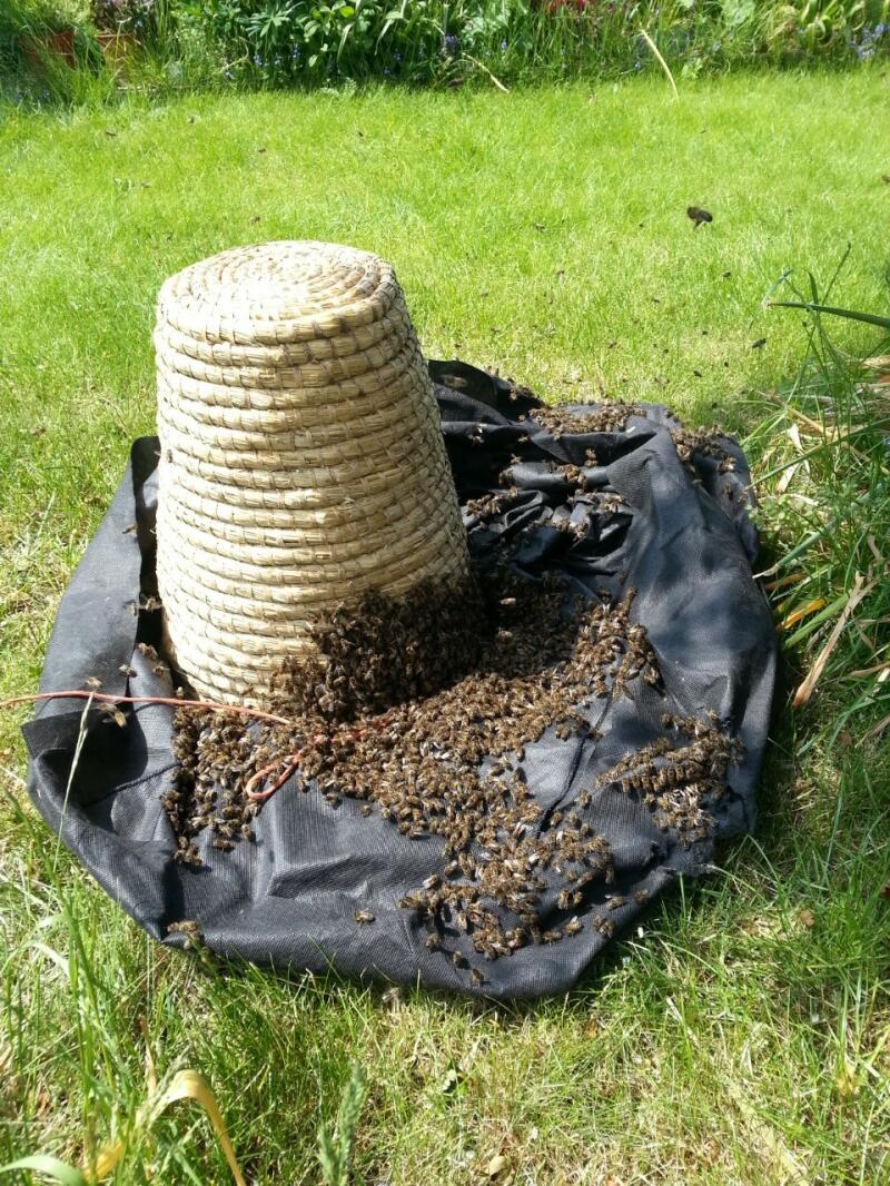 The Buckfast Bee The Buckfast Bee For Sale