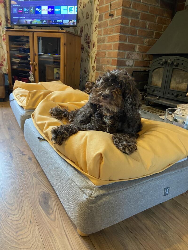 Reviews for Topology Luxury Dog Beds with Toppers and Feet Omlet