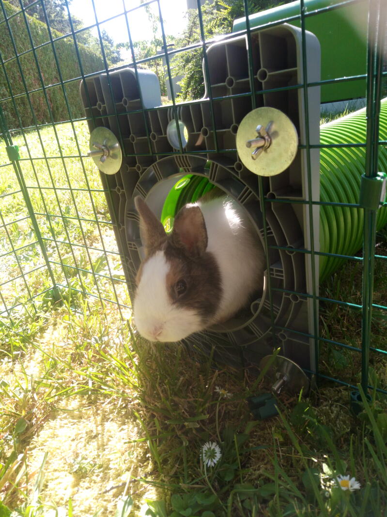 Zippi Guinea Pig Tunnel System Omlet