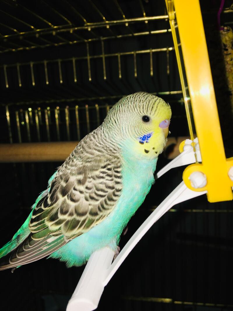 Budgie Sounds Meaning Budgie Sounds Budgies Guide Omlet UK