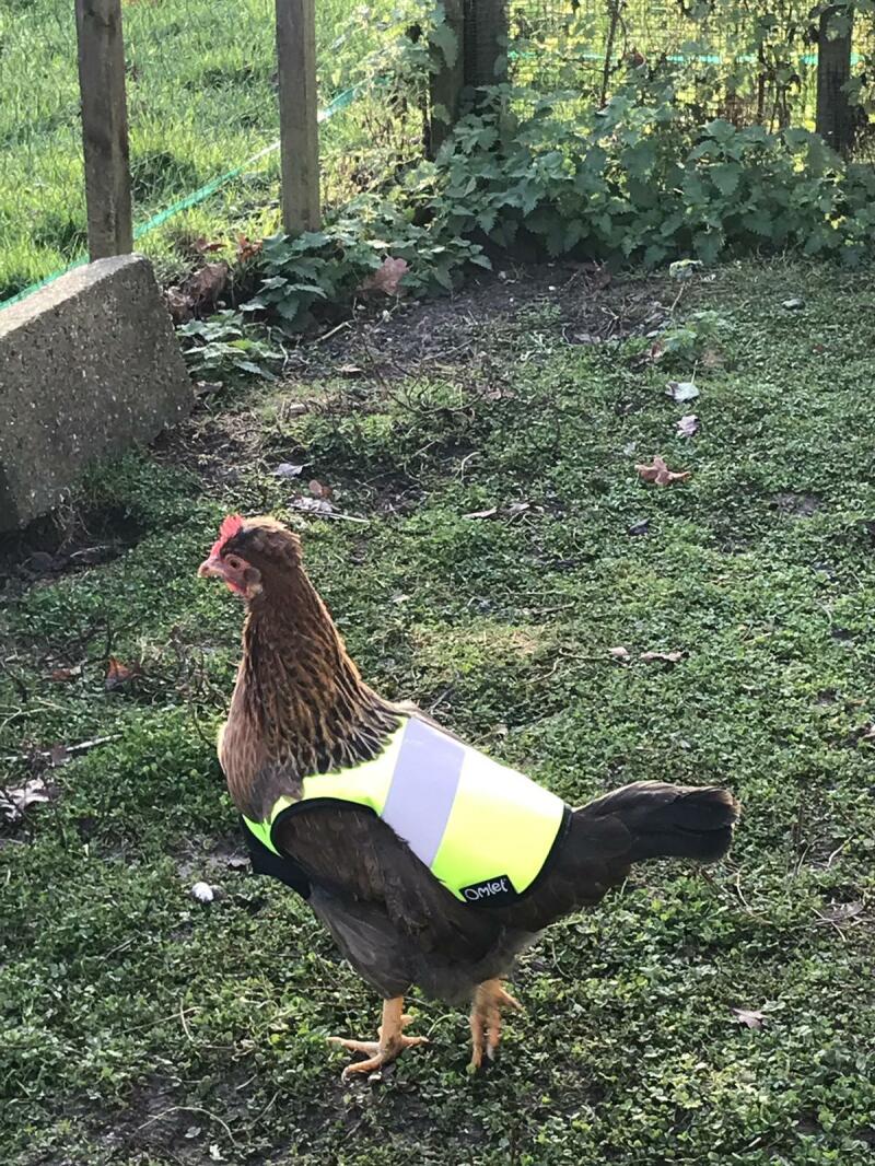 HighVis Chicken Jacket Chicken Coops, Walk in Chicken Runs, Chicken