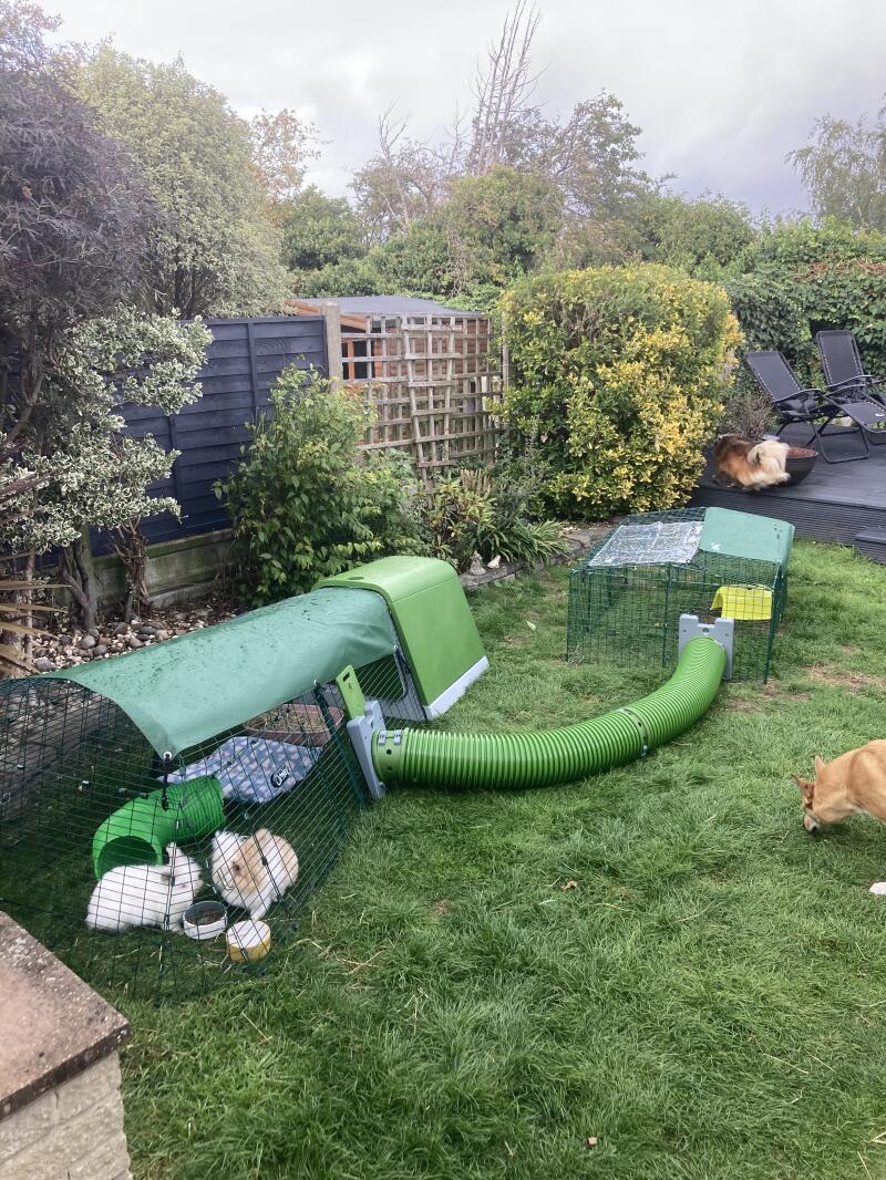 Zippi Guinea Pig Tunnel System | Omlet