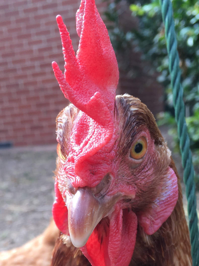 Show Chickens | Chickens | Guide | Omlet UK