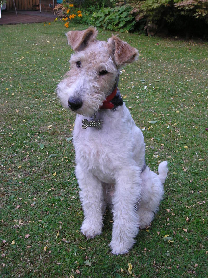 curly fox terrier