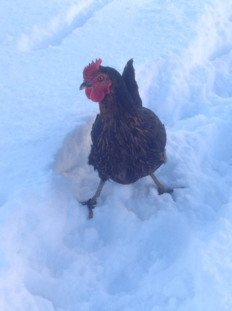 A Chicken in Winter? The Seasons Chickens Guide Omlet UK