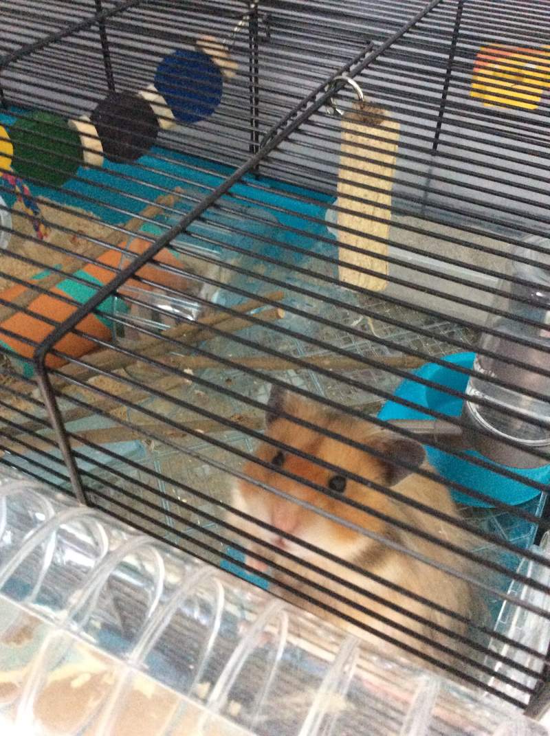 willow sticks for hamsters