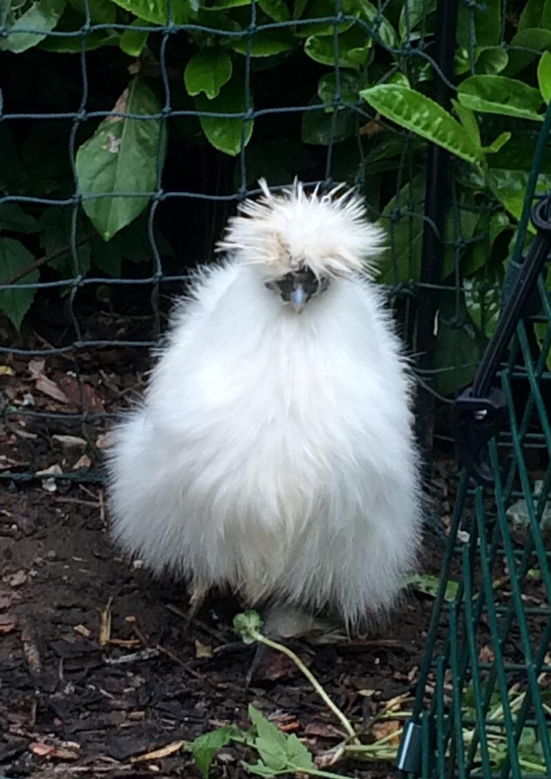 Silkie Chickens Silkie For Sale