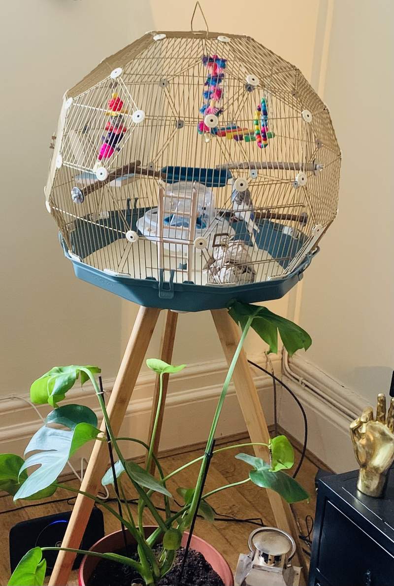 Geo Bird Cage The Beautiful Geodesic Budgie Cage
