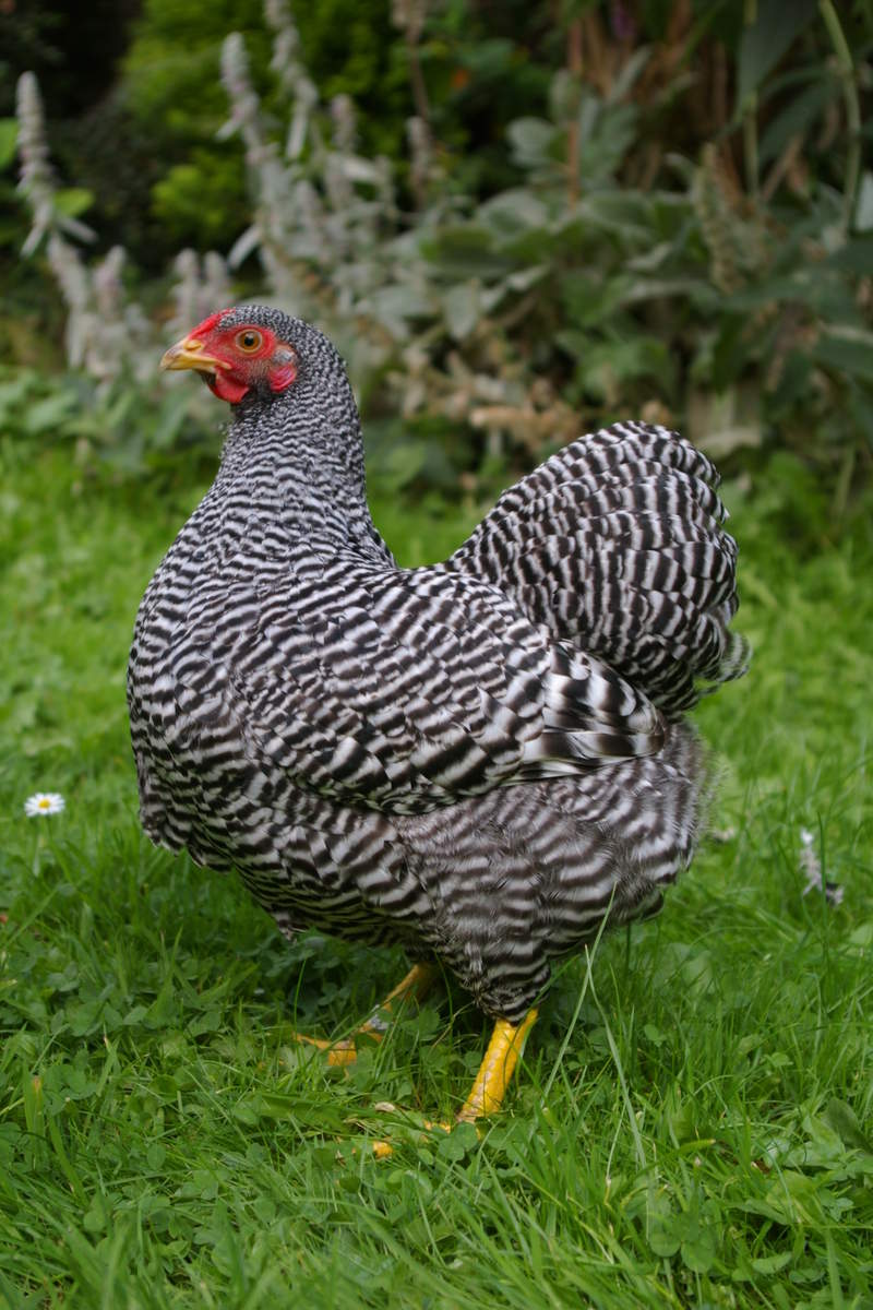 Wyandotte For Sale Chickens Breed Information Omlet