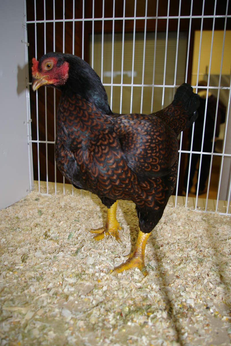 Indian Game Chickens Indian Game For Sale