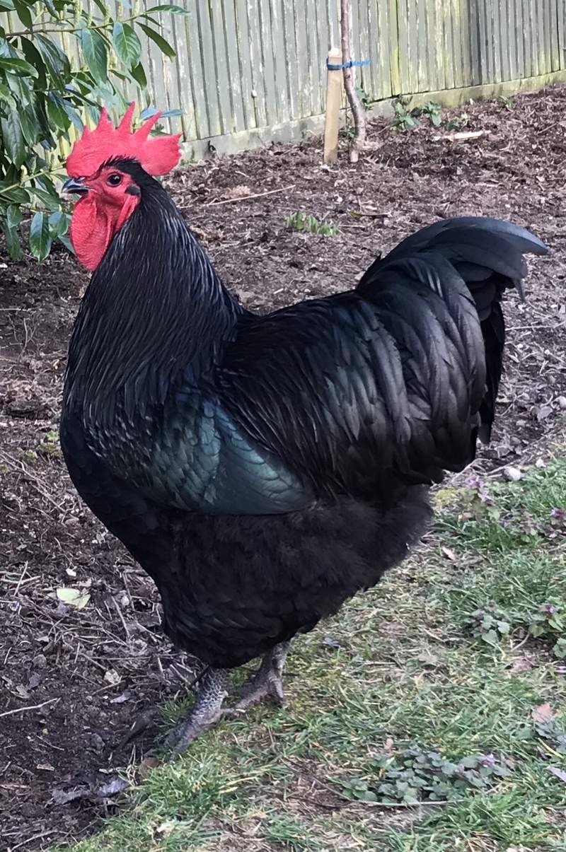 Big Black Australorp Cockerel