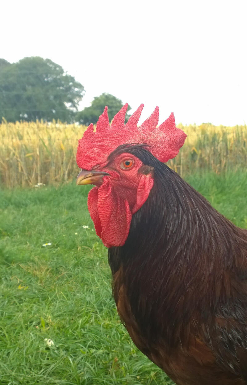 Rhode Island Red Chickens Rhode Island Red For Sale