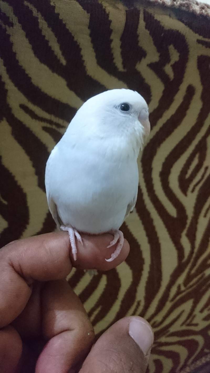 budgie