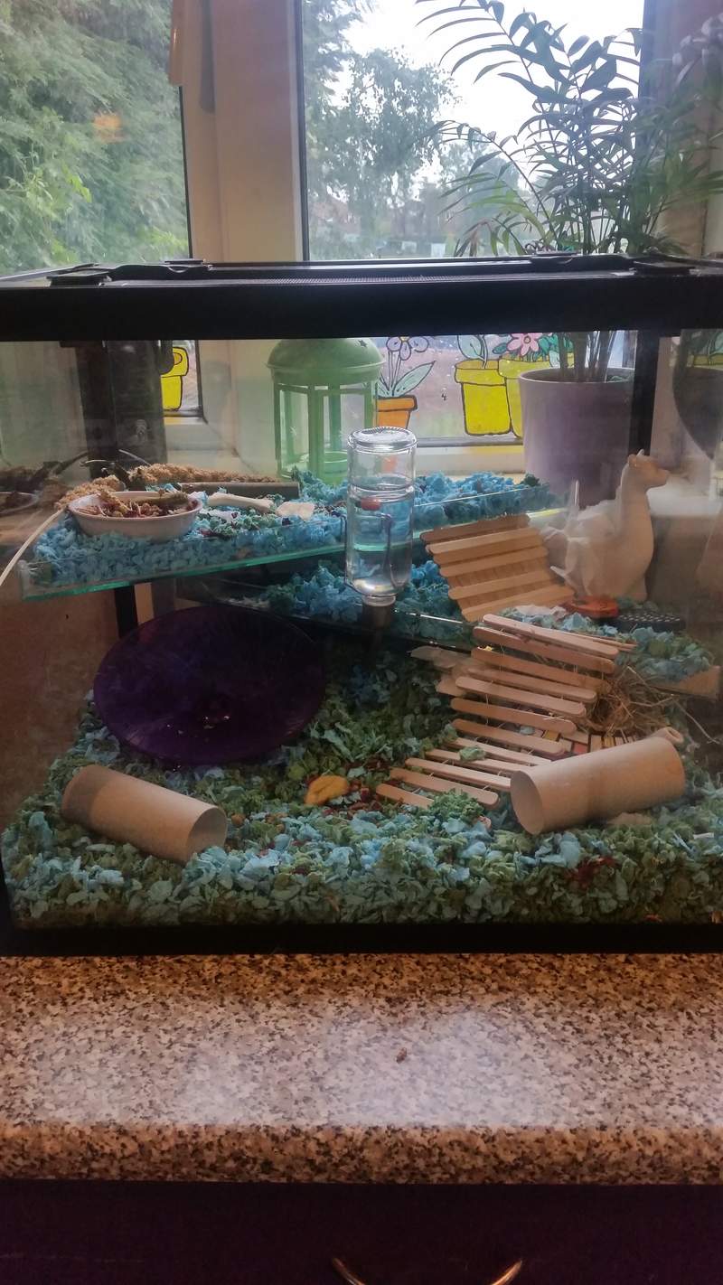 carefresh bedding blue