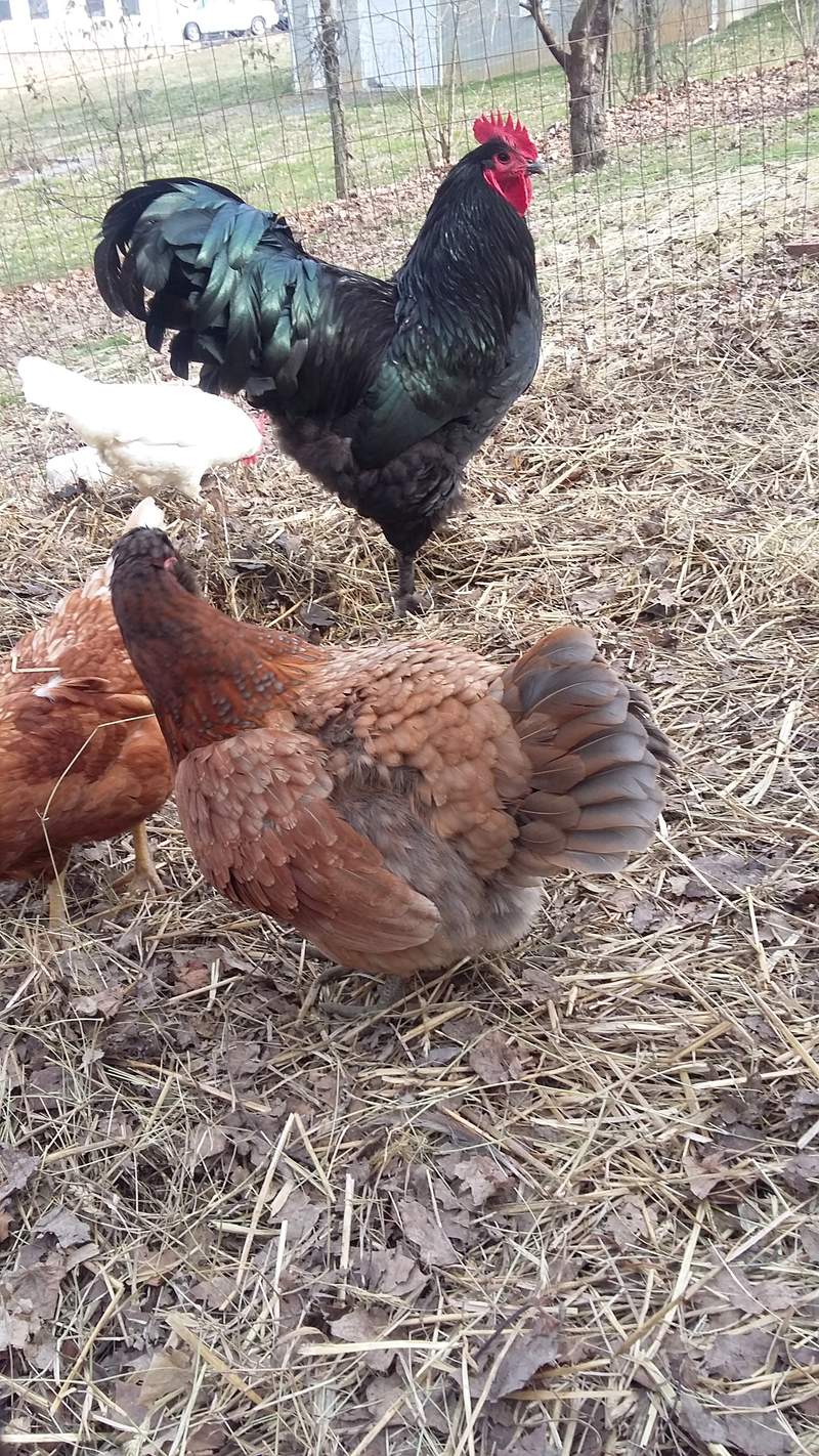 Croad Langshan For Sale Chickens Breed Information Omlet