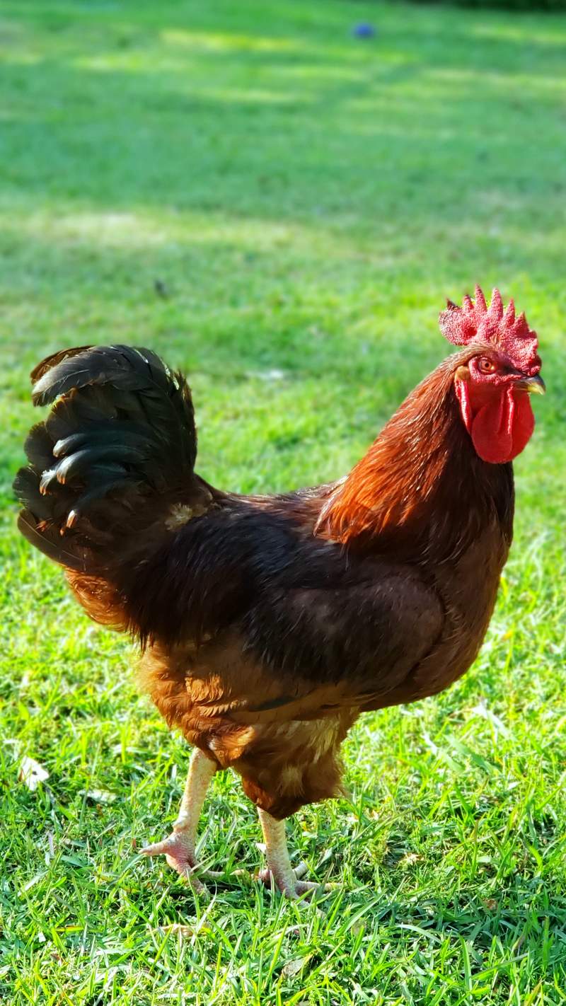 Rhode Island Red Chickens Rhode Island Red For Sale