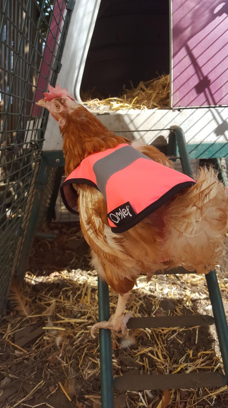 HighVis Chicken Jacket Chicken Coops, Walk in Chicken Runs, Chicken Fencing and more Omlet