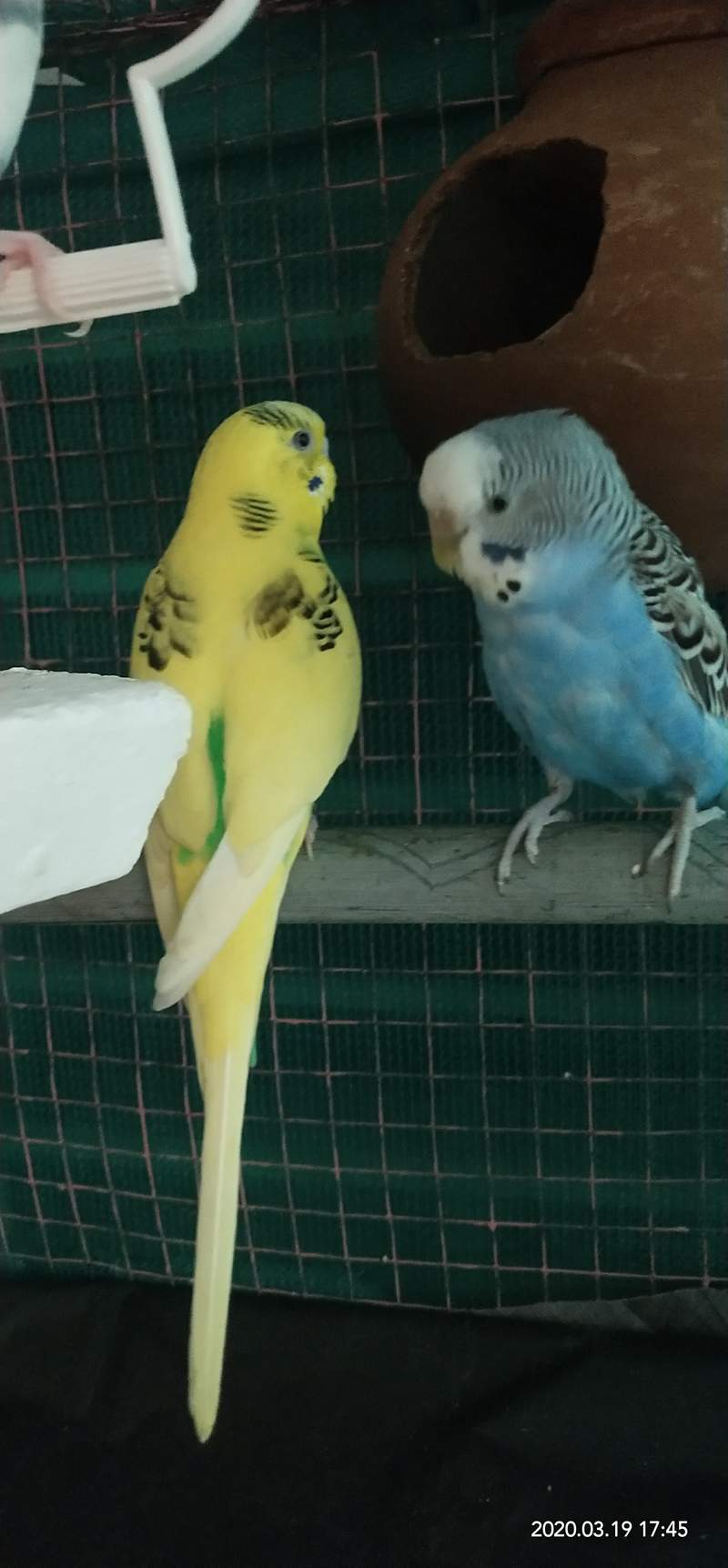 Budgie Diseases Health Problems Budgies Guide Omlet UK