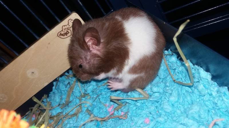 carefresh blue bedding