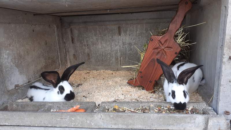 aubiose bedding for rats