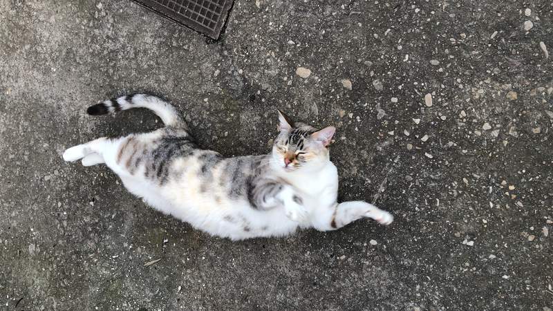 Siamese Tabby Pointed Cats Breed Information Omlet