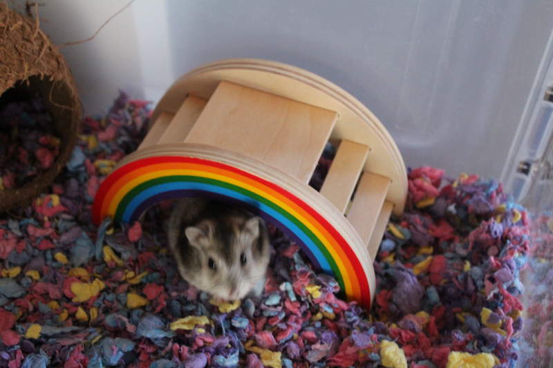 rainbow hamster bedding
