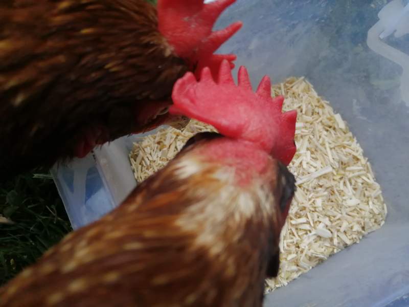 aubiose bedding for rats