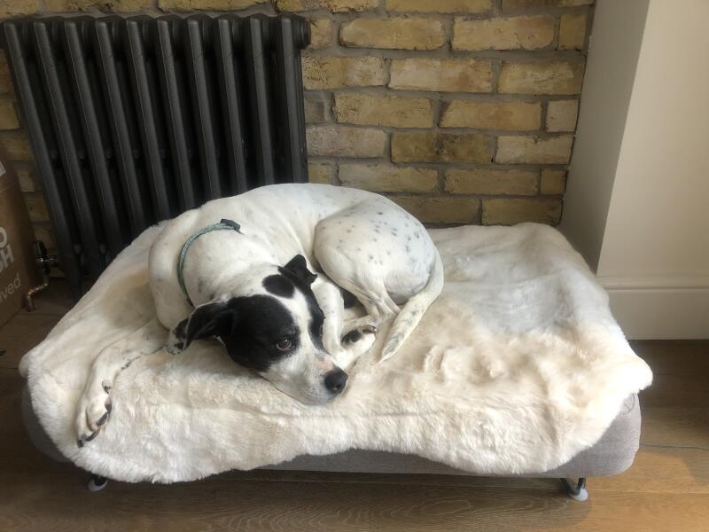 Reviews for Topology Luxury Dog Beds with Toppers and Feet Omlet