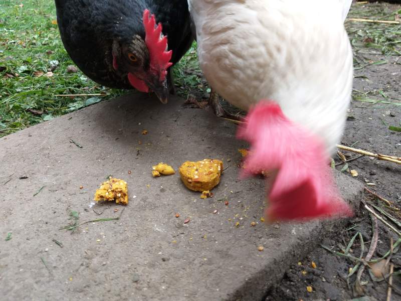 SIPW 100% Natural Ingredients Baked Hennys Strawberry Heart Cookies for Chickens Hens SIPW 100% Natural Ingredients Baked Hennys Strawberry Heart Cookies for Chickens Hens