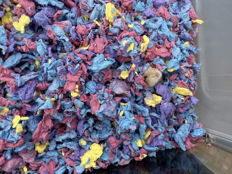Carefresh Animal Bedding 10L Confetti Omlet