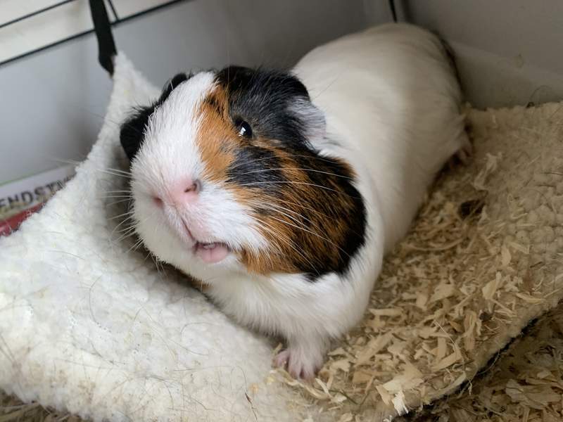 Why Do Guinea Pigs Sneeze Frequently Asked Questions Guinea Pigs