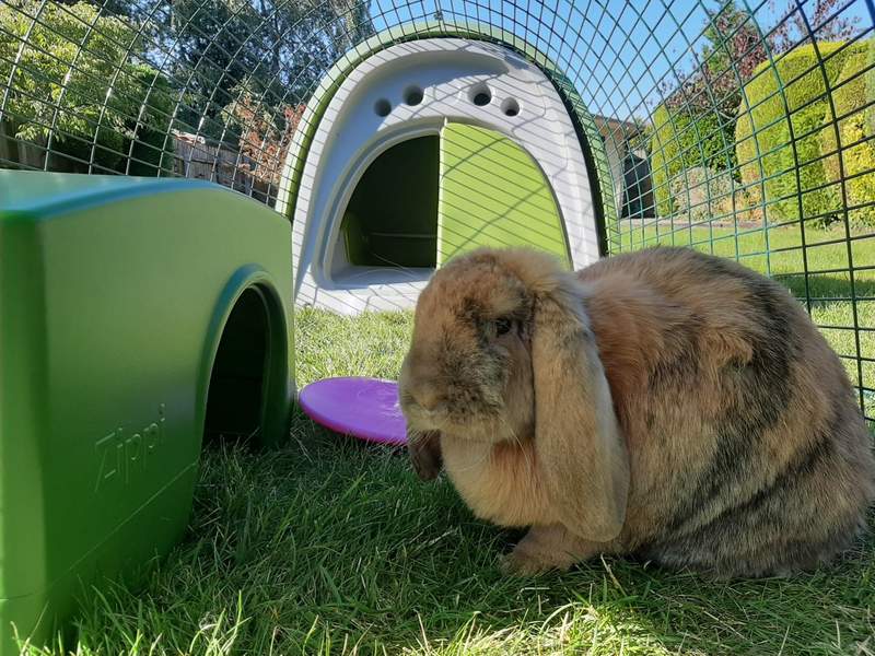 rabbit igloo hutch