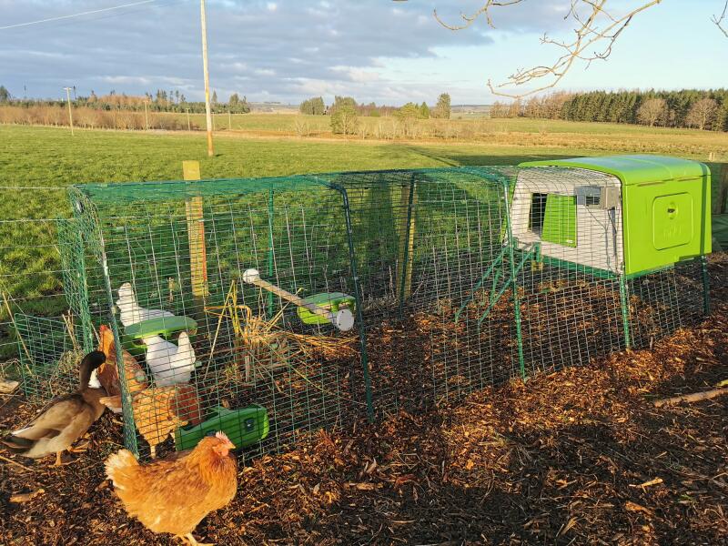 Large Eglu Cube Chicken Coops and Runs Easy to Clean Safe Hen House