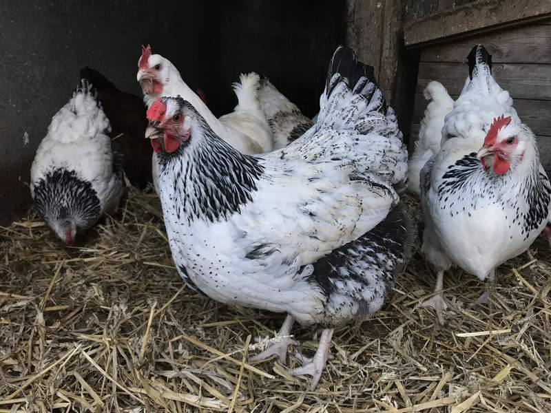 Hybrid Chickens Hybrid For Sale