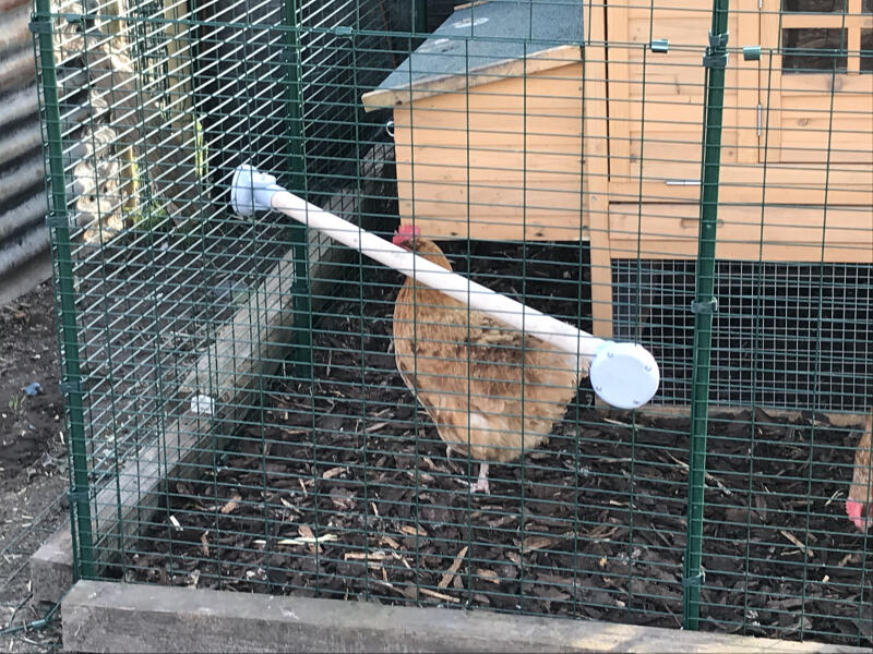 best duck incubator best duck incubator
