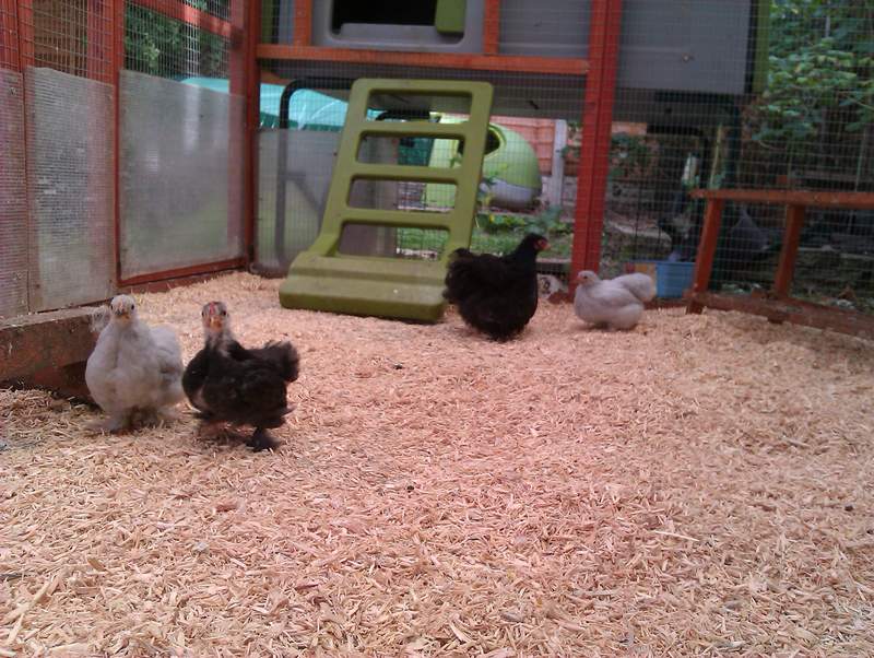 Aubiose Bedding 20kg Poultry Bedding