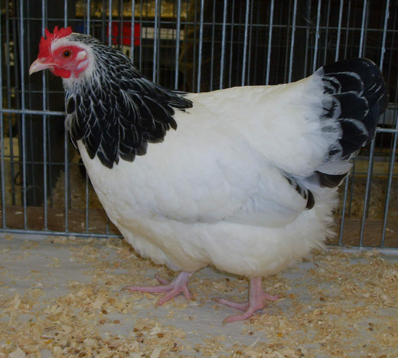 Sussex Bantam Chickens Sussex Bantam For Sale