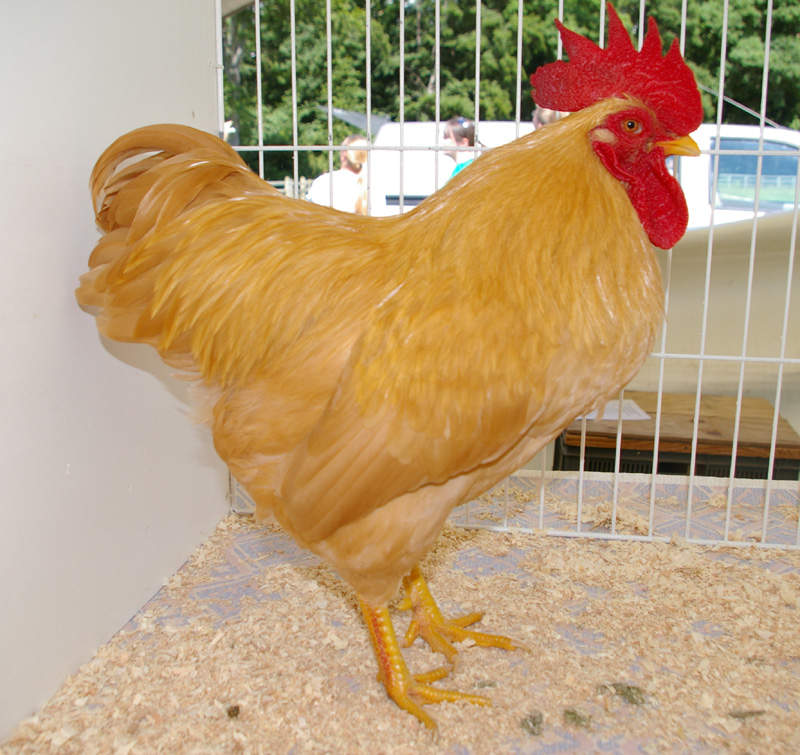 Plymouth Rock Bantam Chickens Plymouth Rock Bantam For Sale