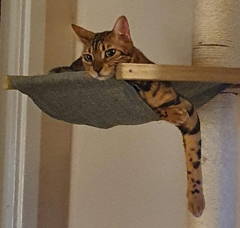 bengal cat tree