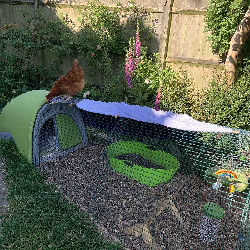 Eglu Classic Chicken Coop Chicken House for 24 Birds Omlet