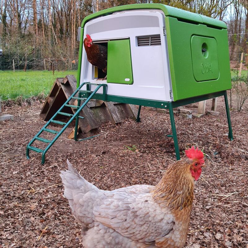 Large Eglu Cube Chicken Coops and Runs Easy to Clean Safe Hen House