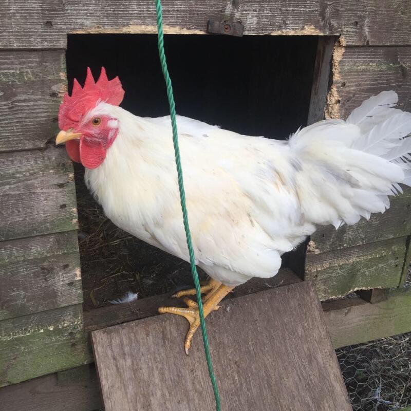 Leghorn For Sale Chickens Breed Information Omlet