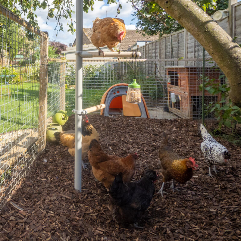PoleTree Customisable Chicken Perch Fun for the Whole Flock