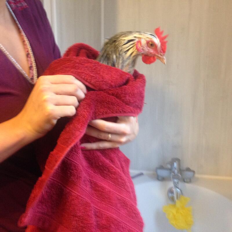 How to Wash and Dry Your Chicken Chicken Care Chickens Guide