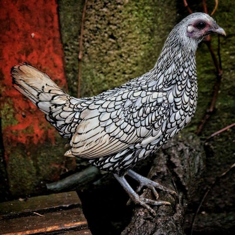 Sebright Chickens | Sebright For Sale