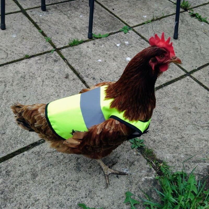 Chicken reflective vest clearance