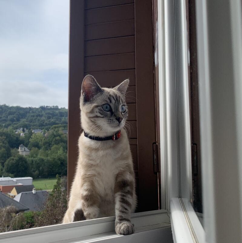 tabby point siamese cats