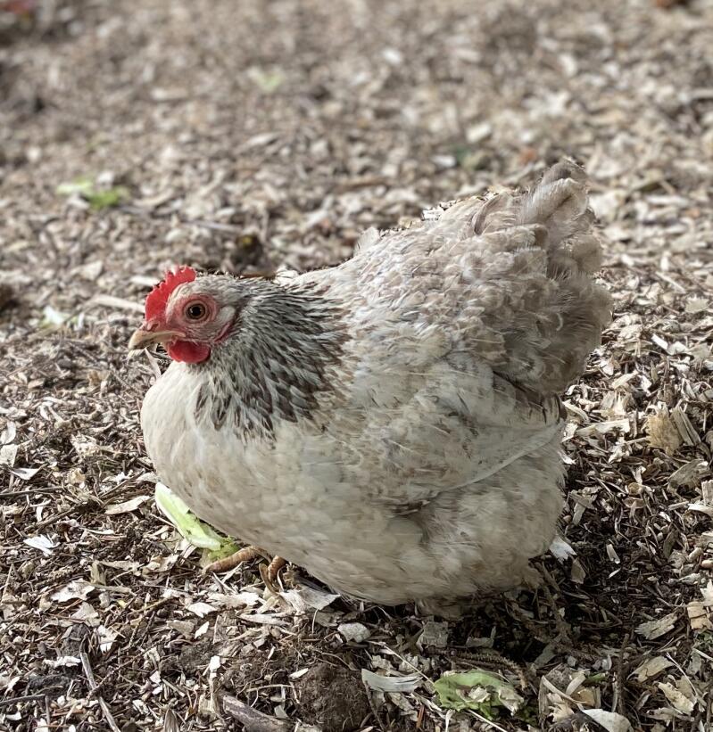Pekin Bantam Chickens Pekin Bantam For Sale